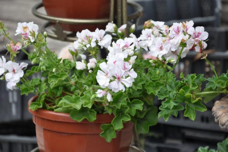 Pelargonium (pelargónie) - foto Pelargonium (pelargónie) - foto