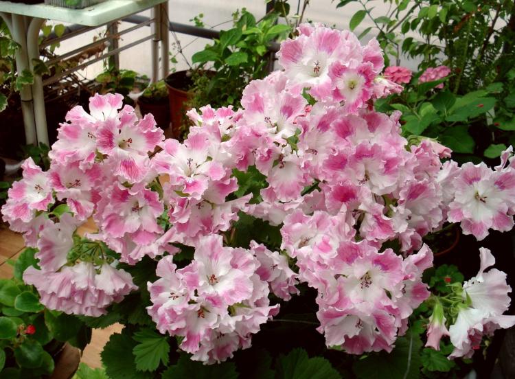 Pelargonium (pelargónie) - foto Pelargonium (pelargónie) - foto