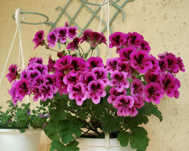 Pelargonium (pelargónie) - foto Pelargonium (pelargónie) - foto