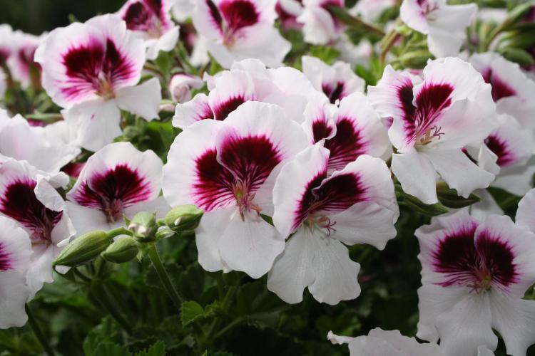 Pelargonium (pelargónie) - foto Pelargonium (pelargónie) - foto