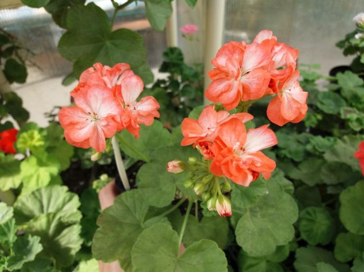 Pelargonium (pelargónie) - foto Pelargonium (pelargónie) - foto