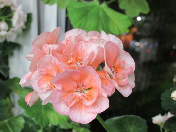 Pelargonium (pelargónie) - foto Pelargonium (pelargónie) - foto