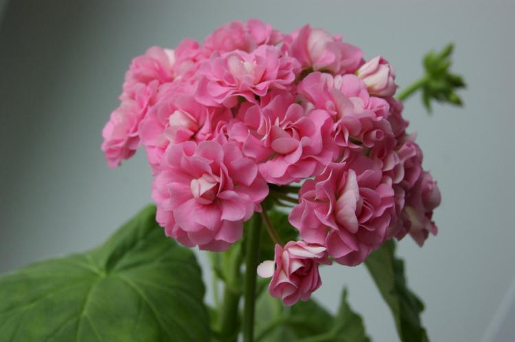 Pelargonium (pelargónie) - foto Pelargonium (pelargónie) - foto