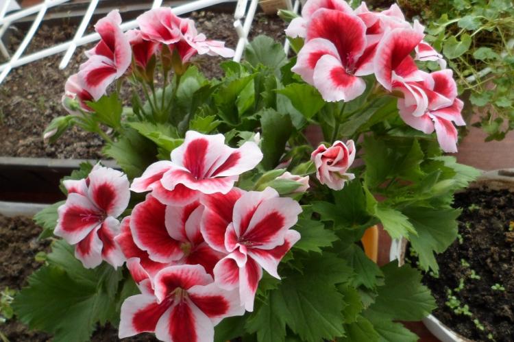 Pelargonium (pelargónie) - foto Pelargonium (pelargónie) - foto