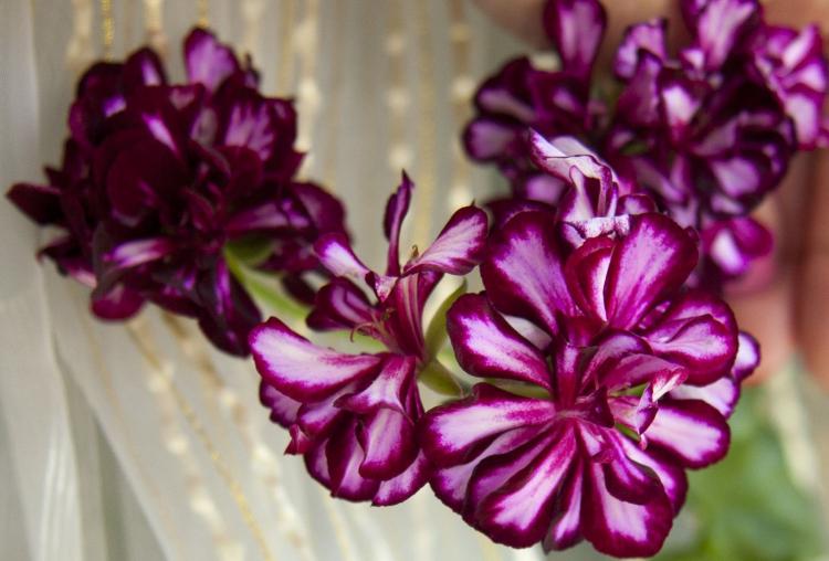 Pelargonium (pelargónie) - foto Pelargonium (pelargónie) - foto