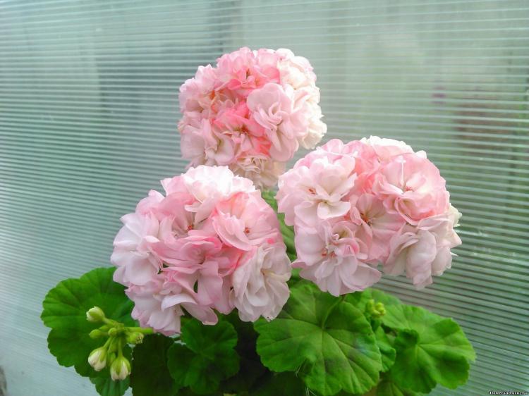 Pelargonium (pelargónie) - foto Pelargonium (pelargónie) - foto