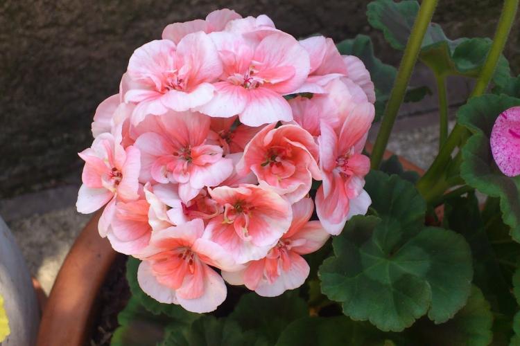 Pelargonium (pelargónie) - foto Pelargonium (pelargónie) - foto