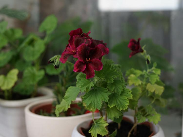 Pelargonium (pelargónie) - foto Pelargonium (pelargónie) - foto