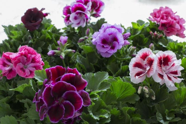 Pelargonium (pelargónie) - foto Pelargonium (pelargónie) - foto