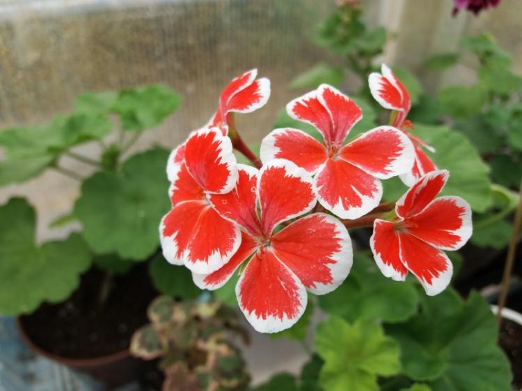 Pelargonium (pelargónie) - foto Pelargonium (pelargónie) - foto