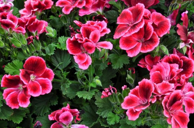 Pelargonium (pelargónie) - foto Pelargonium (pelargónie) - foto