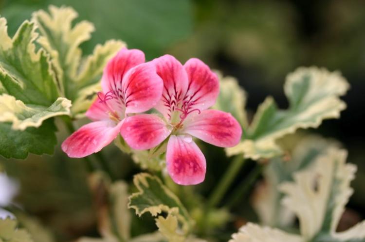 Pelargonium (pelargónie) - foto Pelargonium (pelargónie) - foto