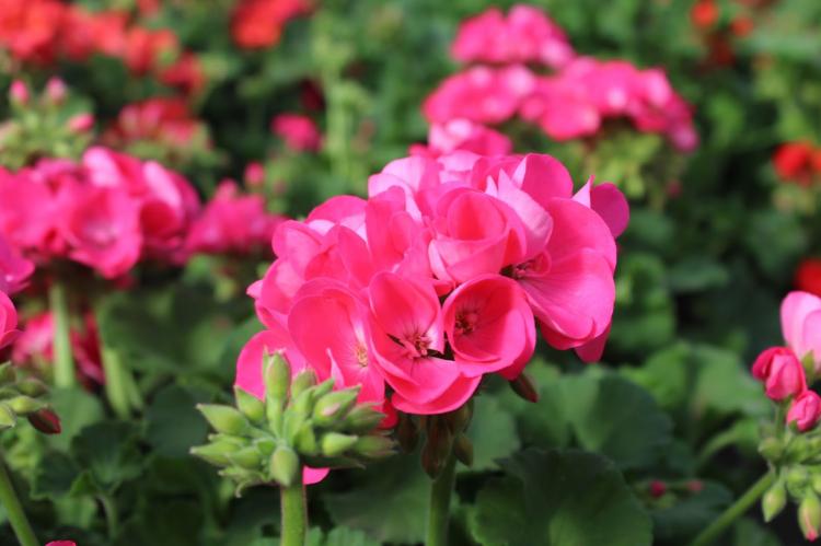 Pelargonium (pelargónie) - foto Pelargonium (pelargónie) - foto