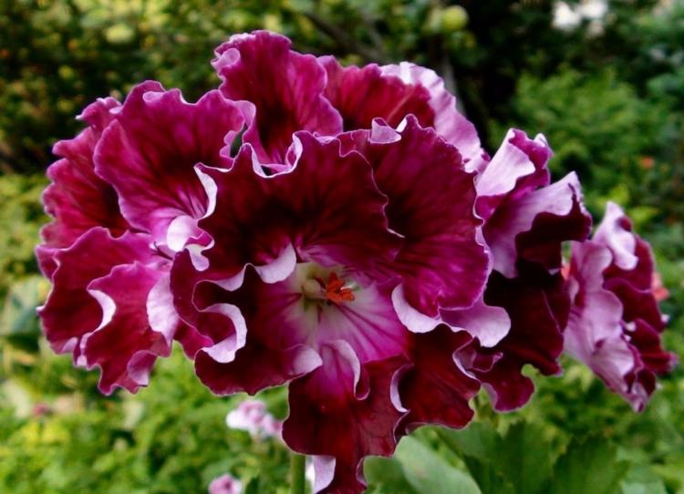 Pelargonium (pelargónie) - foto Pelargonium (pelargónie) - foto