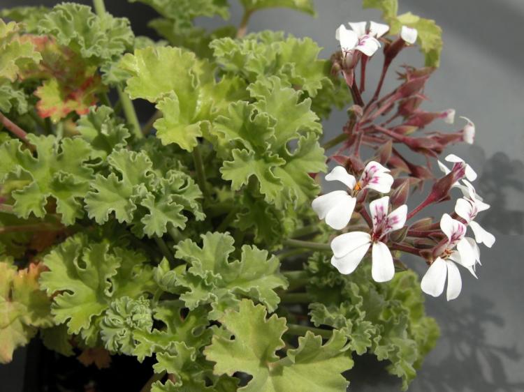 Pelargonium (pelargónie) - foto Pelargonium (pelargónie) - foto