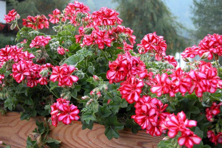 Pelargonium (pelargónie) - foto Pelargonium (pelargónie) - foto