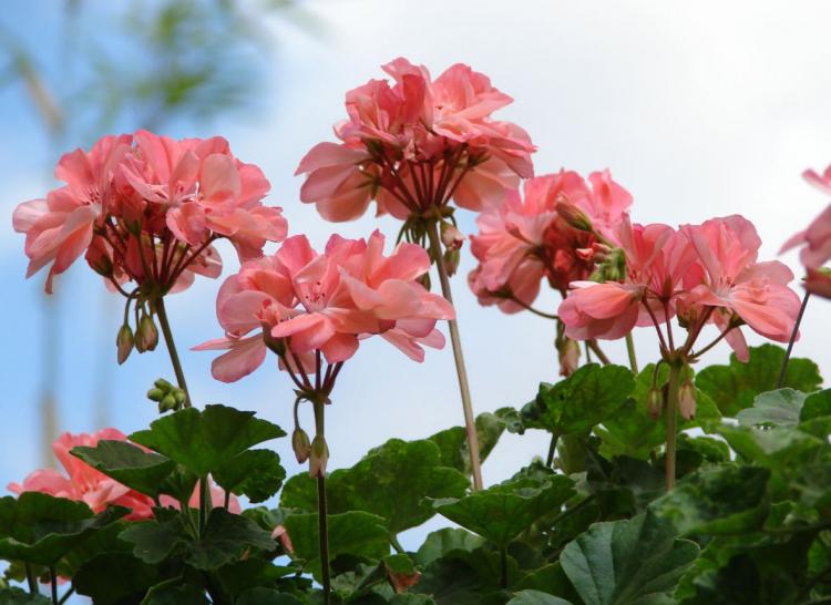 Pelargonium (pelargónie) - foto Pelargonium (pelargónie) - foto