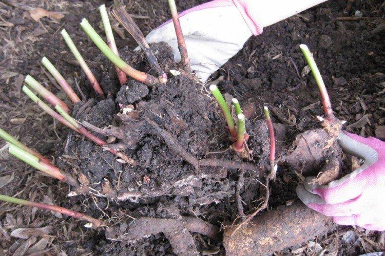Transplantácia a reprodukcia - starostlivosť o pivonky Transplantácia a reprodukcia - starostlivosť o pivonky
