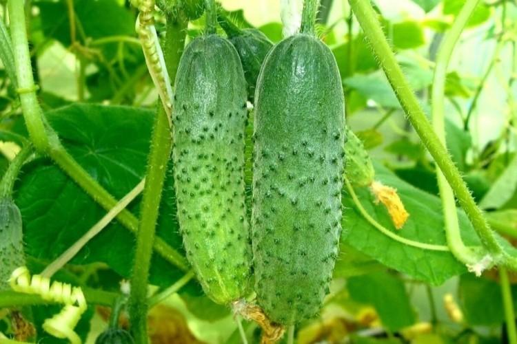 Why do cucumber leaves turn yellow and dry