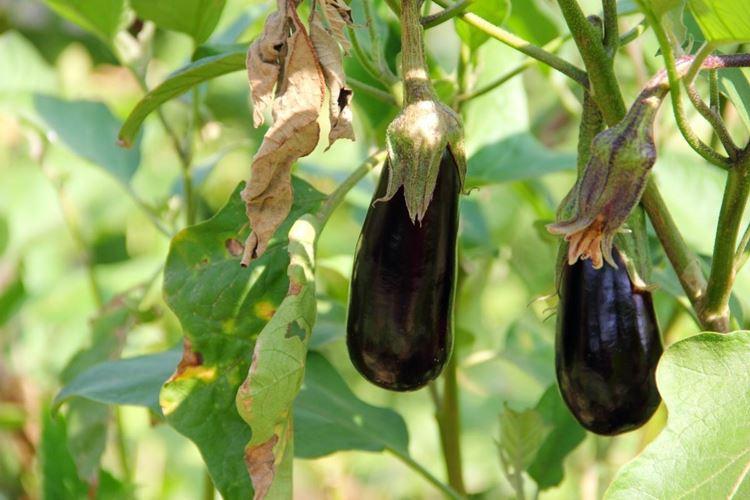 Why eggplant leaves turn yellow and dry