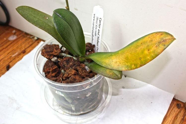 Nákup uprostred kvitnutia - Prečo listy orchideí žltnú, čo robiť Nákup uprostred kvitnutia - Prečo listy orchideí žltnú, čo robiť