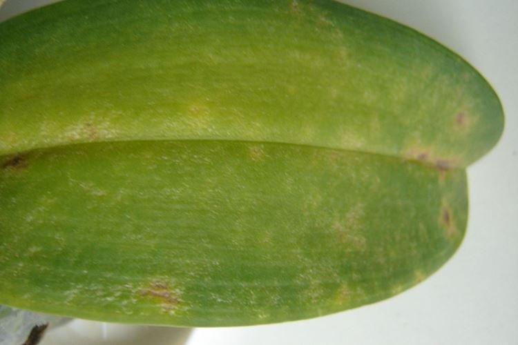 Zlá kvalita vody - Prečo listy orchideí žltnú, čo robiť Zlá kvalita vody - Prečo listy orchideí žltnú, čo robiť