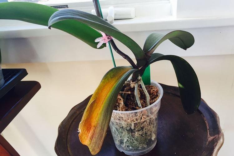 Nadmerná vlhkosť - Prečo listy orchideí žltnú, čo robiť Nadmerná vlhkosť - Prečo listy orchideí žltnú, čo robiť