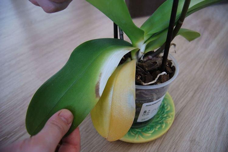 Nedostatok vlhkosti - Prečo listy orchideí žltnú, čo robiť Nedostatok vlhkosti - Prečo listy orchideí žltnú, čo robiť