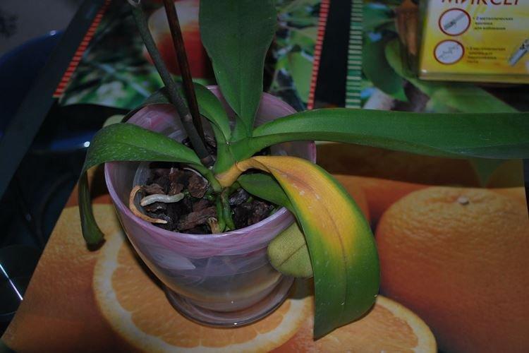 Nadbytočné hnojivo - Prečo listy orchideí žltnú, čo robiť Nadbytočné hnojivo - Prečo listy orchideí žltnú, čo robiť