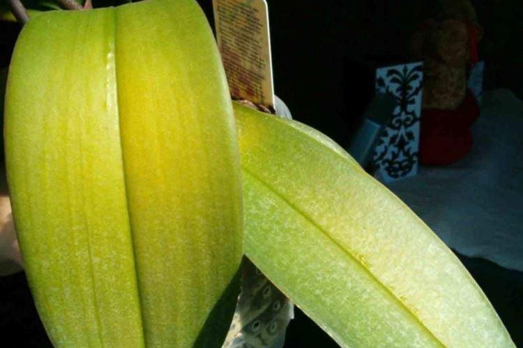 Nedostatok hnojiva - Prečo listy orchideí žltnú, čo robiť Nedostatok hnojiva - Prečo listy orchideí žltnú, čo robiť