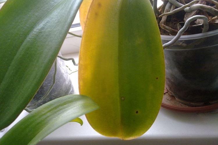 Nesprávne osvetlenie - Prečo listy orchideí žltnú, čo robiť Nesprávne osvetlenie - Prečo listy orchideí žltnú, čo robiť