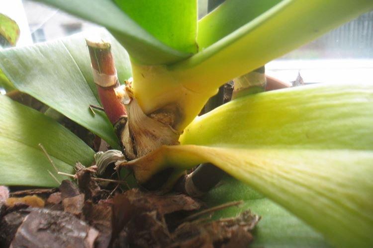 Hnijúce korene - Prečo listy orchideí žltnú, čo robiť Hnijúce korene - Prečo listy orchideí žltnú, čo robiť