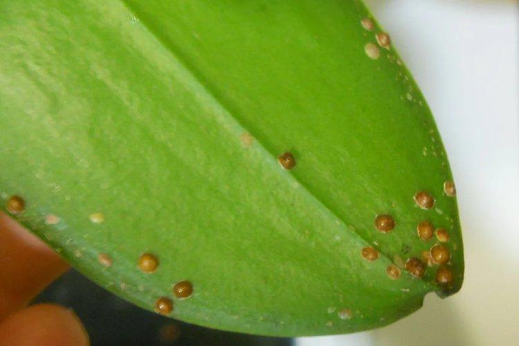 Škodcovia a paraziti - Prečo listy orchideí žltnú, čo robiť Škodcovia a paraziti - Prečo listy orchideí žltnú, čo robiť