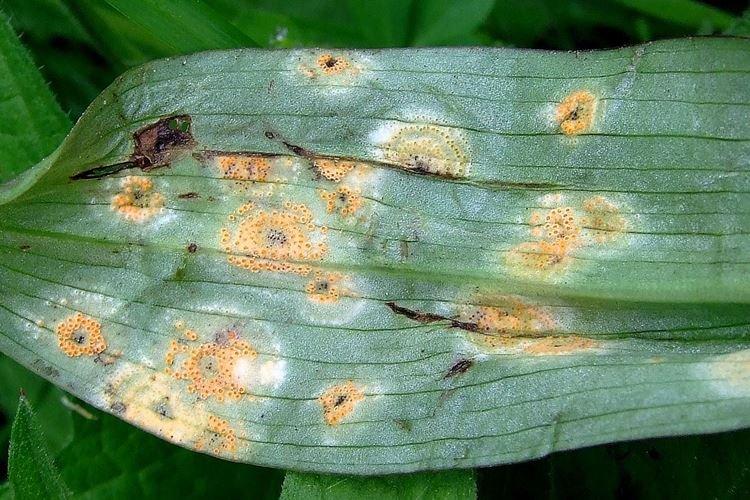 Choroby a infekcie - Prečo listy orchideí žltnú, čo robiť Choroby a infekcie - Prečo listy orchideí žltnú, čo robiť