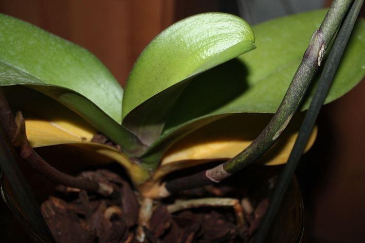 Prírodné dôvody - Prečo listy orchideí žltnú, čo robiť Prírodné dôvody - Prečo listy orchideí žltnú, čo robiť
