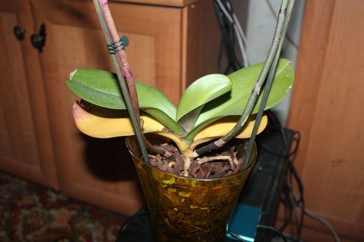 Čo robiť, aby listy orchideí nezožltli Čo robiť, aby listy orchideí nezožltli