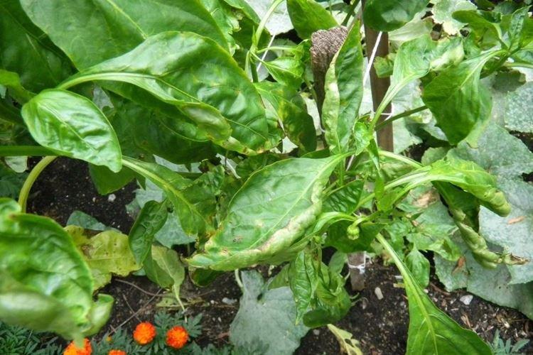 Listy papriky zožltnú a zdeformujú sa Listy papriky zožltnú a zdeformujú sa