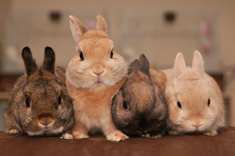 Rabbit breeds: names and photos (catalog)