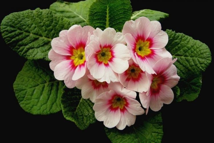 Primula (70 photos): types and features of care