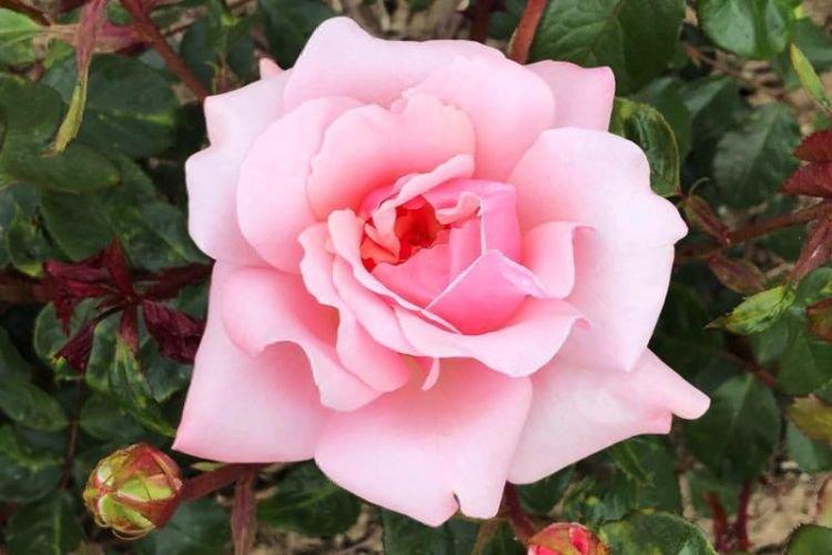 Rose Floribunda Valentine Heart - najlepšie odrody pre moskovský región Rose Floribunda Valentine Heart - najlepšie odrody pre moskovský región