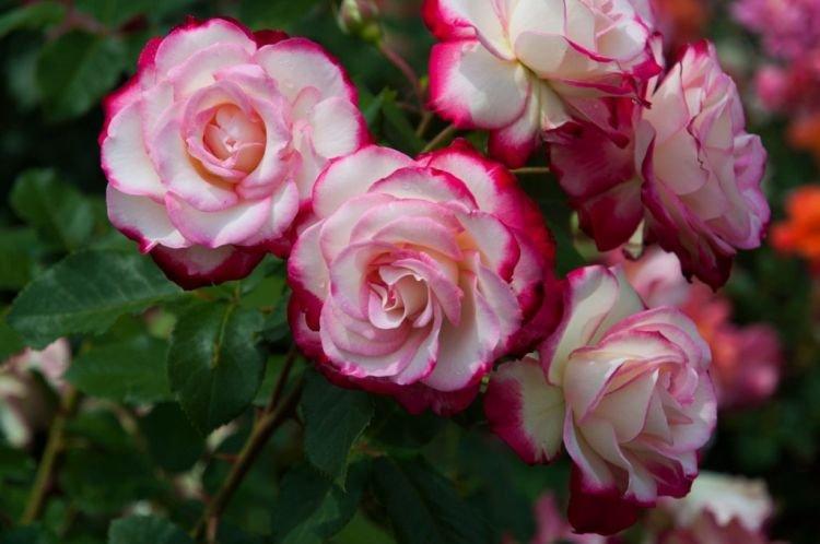 Ruža Floribunda Jubile du Prince de Monaco - najlepšie odrody pre moskovský región Ruža Floribunda Jubile du Prince de Monaco - najlepšie odrody pre moskovský región