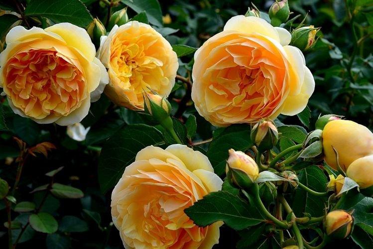 Ruža Floribunda Graham Thomas - najlepšie odrody pre moskovský región Ruža Floribunda Graham Thomas - najlepšie odrody pre moskovský región