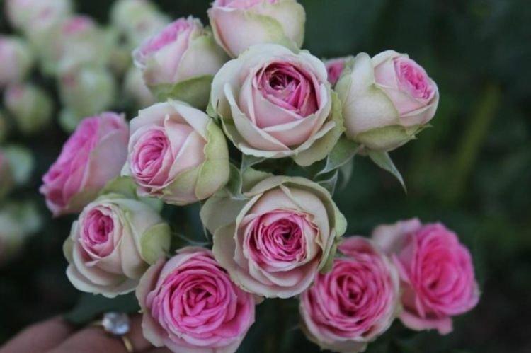 Ruža Floribunda Mimi Eden - najlepšie odrody pre moskovský región Ruža Floribunda Mimi Eden - najlepšie odrody pre moskovský región