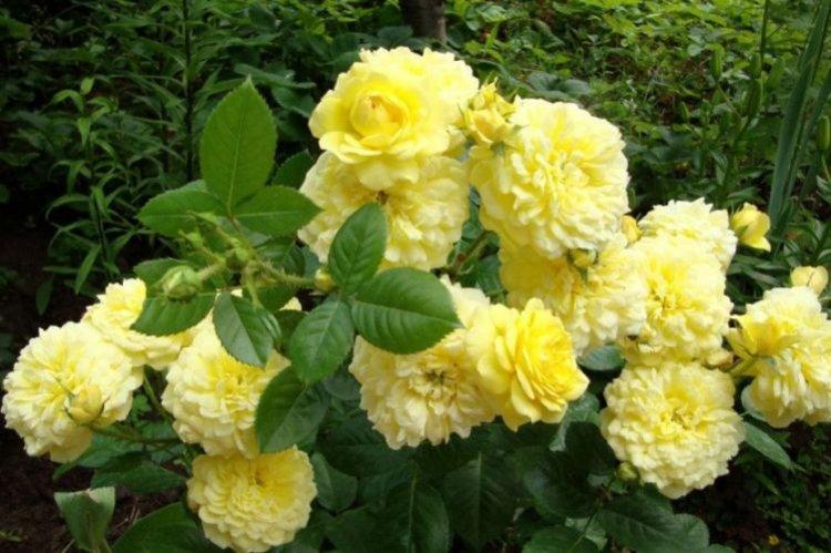 Ruža Floribunda Anny Duperey - najlepšie odrody pre moskovský región Ruža Floribunda Anny Duperey - najlepšie odrody pre moskovský región