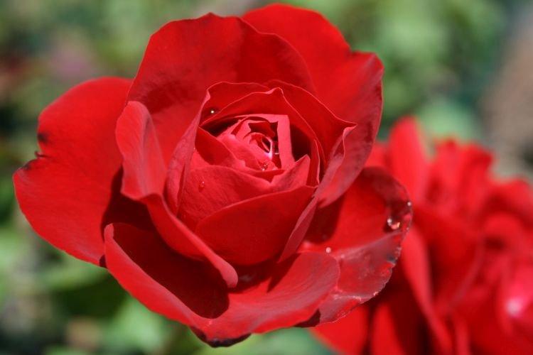 Ruža Floribunda Lilli Marleen - najlepšie odrody pre moskovský región Ruža Floribunda Lilli Marleen - najlepšie odrody pre moskovský región