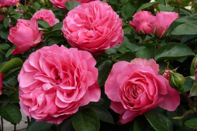 Ruža Floribunda Leonardo da Vinci - najlepšie odrody pre moskovský región Ruža Floribunda Leonardo da Vinci - najlepšie odrody pre moskovský región