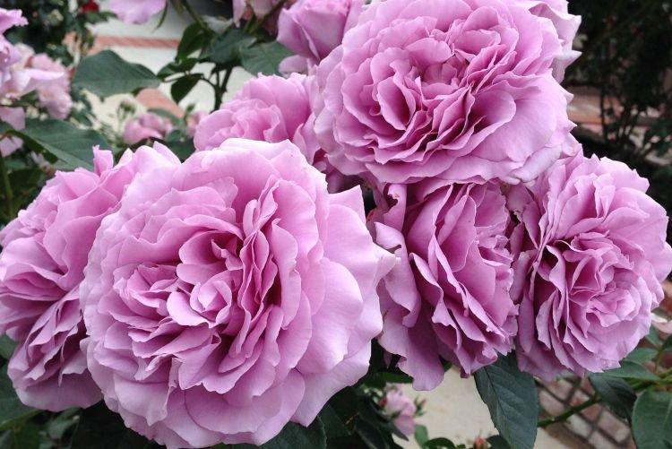 Ruža Floribunda Love Song - najlepšie odrody pre moskovský región Ruža Floribunda Love Song - najlepšie odrody pre moskovský región