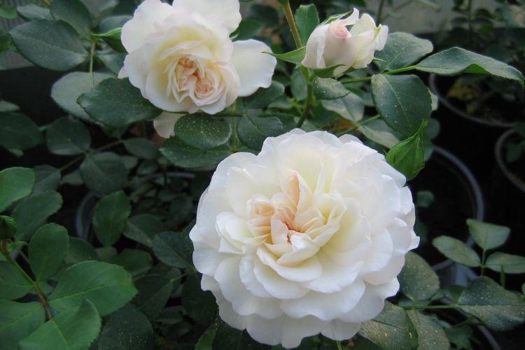 Ruža Floribunda White Meidiland - najlepšie odrody pre moskovský región Ruža Floribunda White Meidiland - najlepšie odrody pre moskovský región