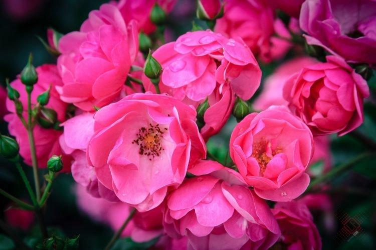 Ruža Floribunda Angela - najlepšie odrody pre moskovský región Ruža Floribunda Angela - najlepšie odrody pre moskovský región