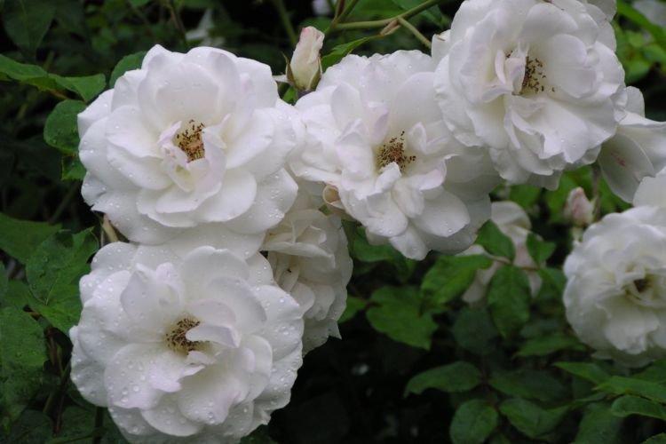 Ruža Floribunda Iceberg CI - najlepšie odrody pre moskovský región Ruža Floribunda Iceberg CI - najlepšie odrody pre moskovský región